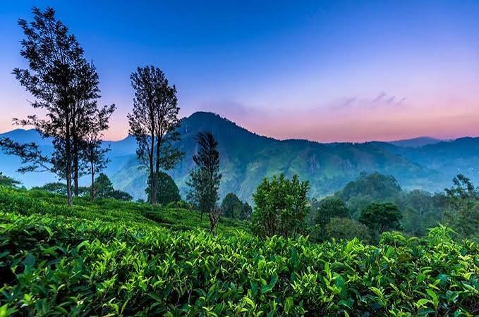 Tea Plantations